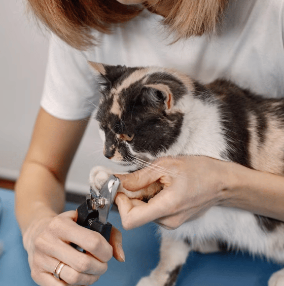 Dog getting shaved